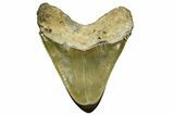 Serrated, Fossil Megalodon Tooth - North Carolina #378023-2